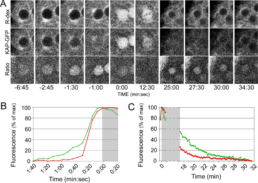 Ratiometric image