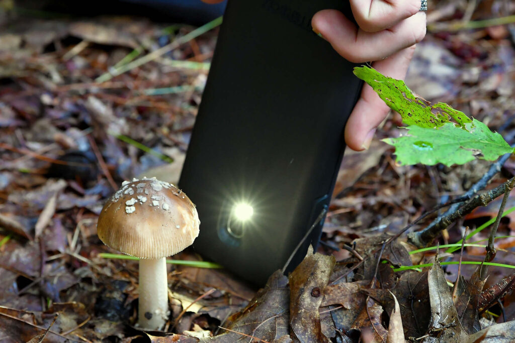 Alumna mycologist presents lecture on fungi