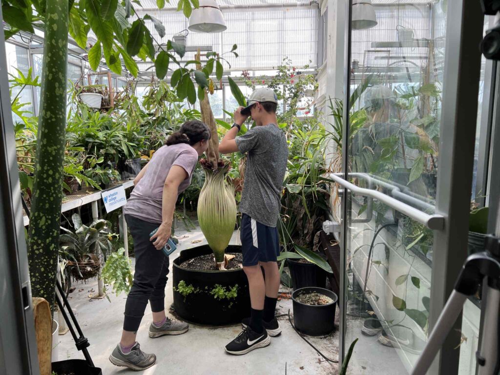 Corpse flower blooming in greenhouse